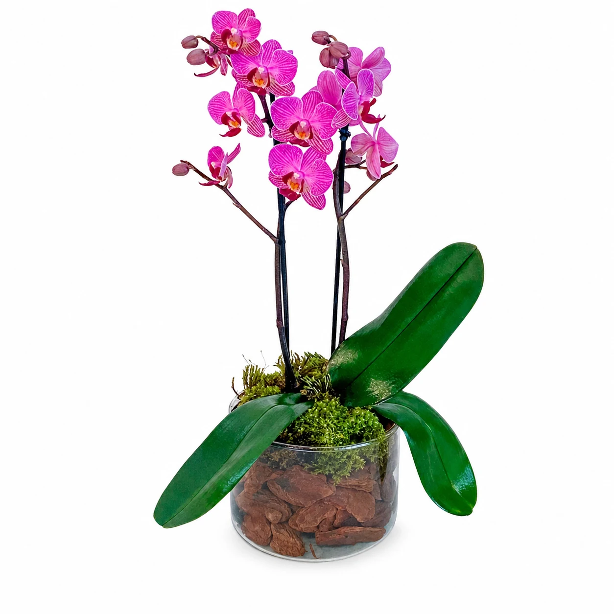 MINI ORQUÍDEA DUPLA NO VIDRO