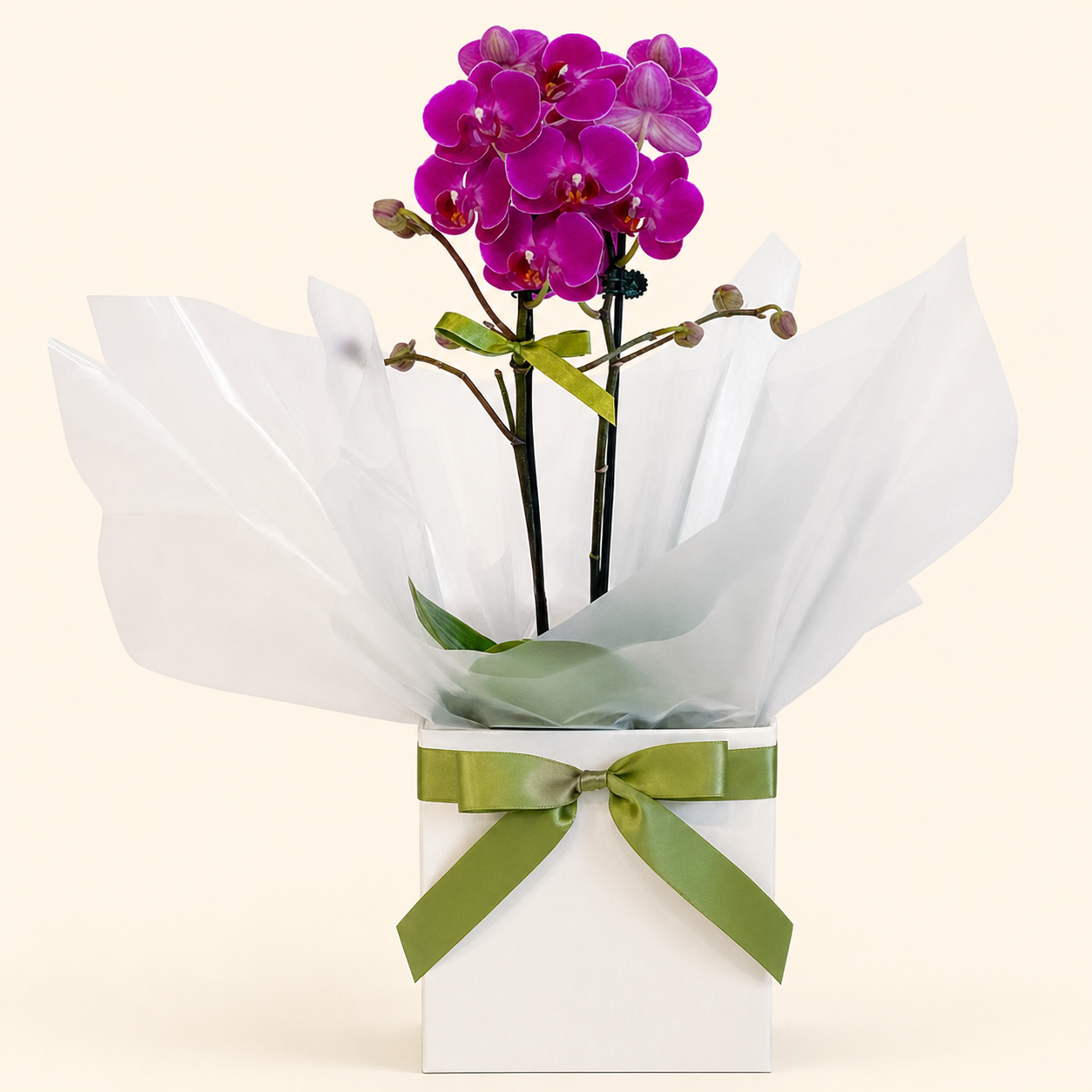 MINI ORQUÍDEA MULTIFLORA LILÁS - Promoção