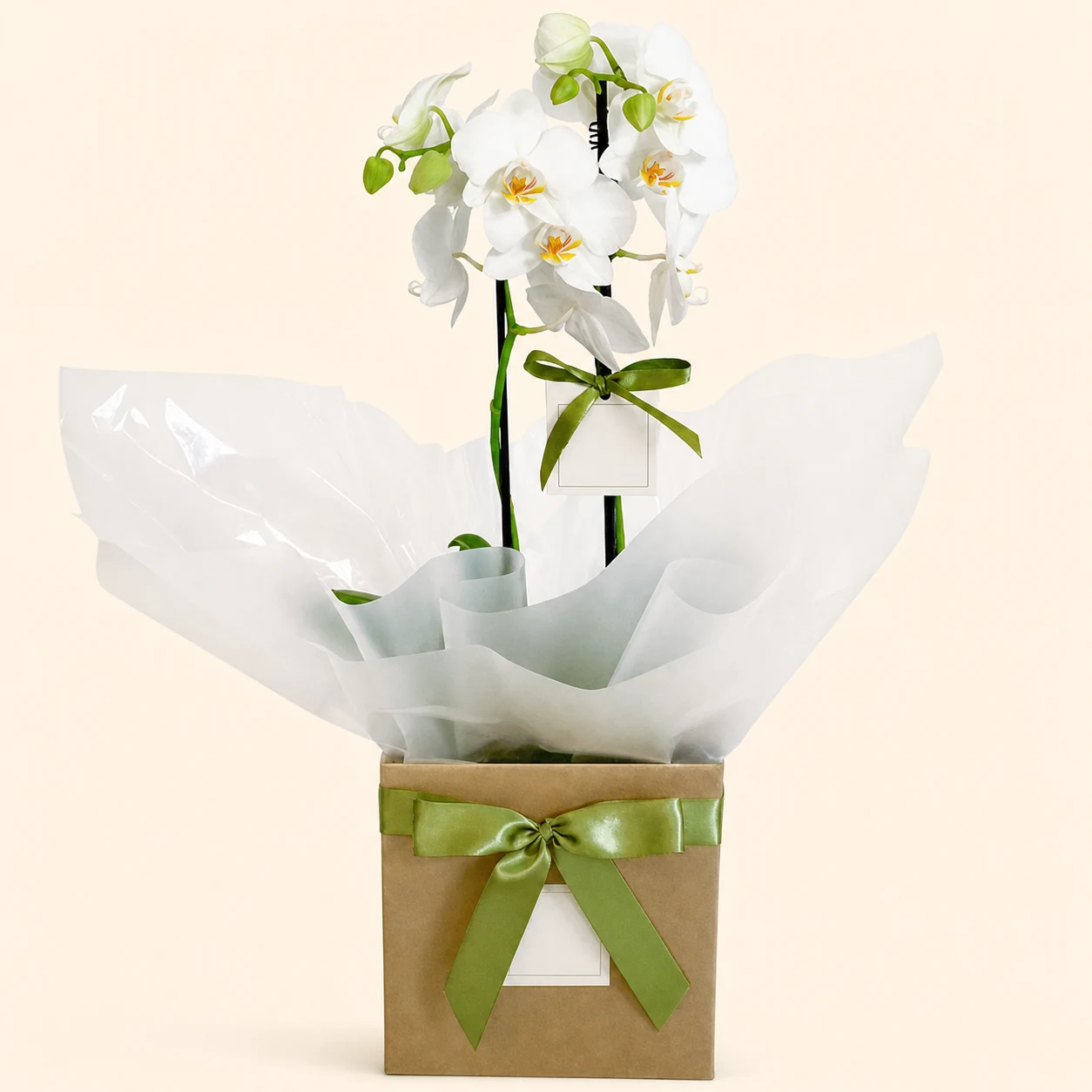 Mini Orquídea Multiflora Branca 2 Hastes - Promoção