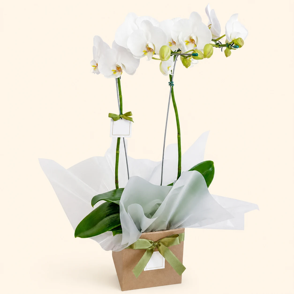Orquídea Branca c/ 2 Hastes - Promoção