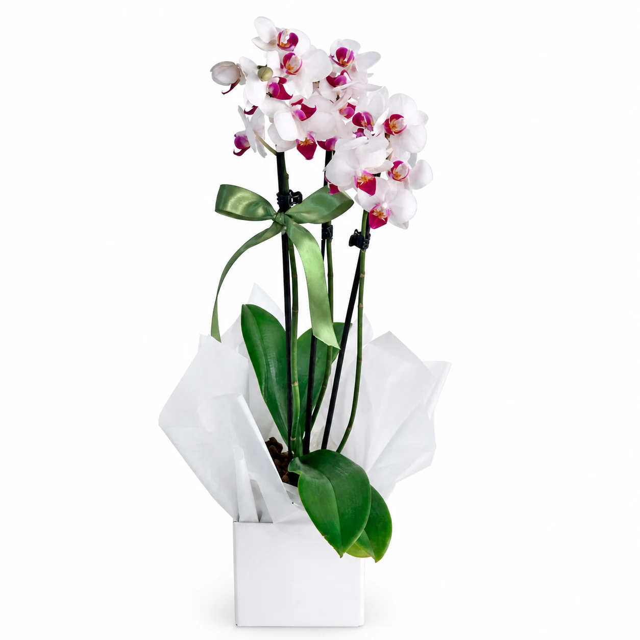 Mini Orquídea Multiflora 3 hastes - Branca e Pink - Promoção