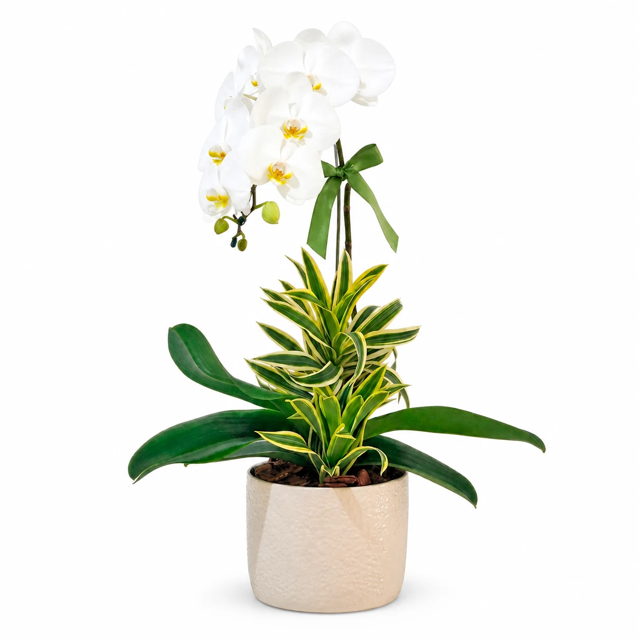 Orquídea Branca na Cerâmica Off White
