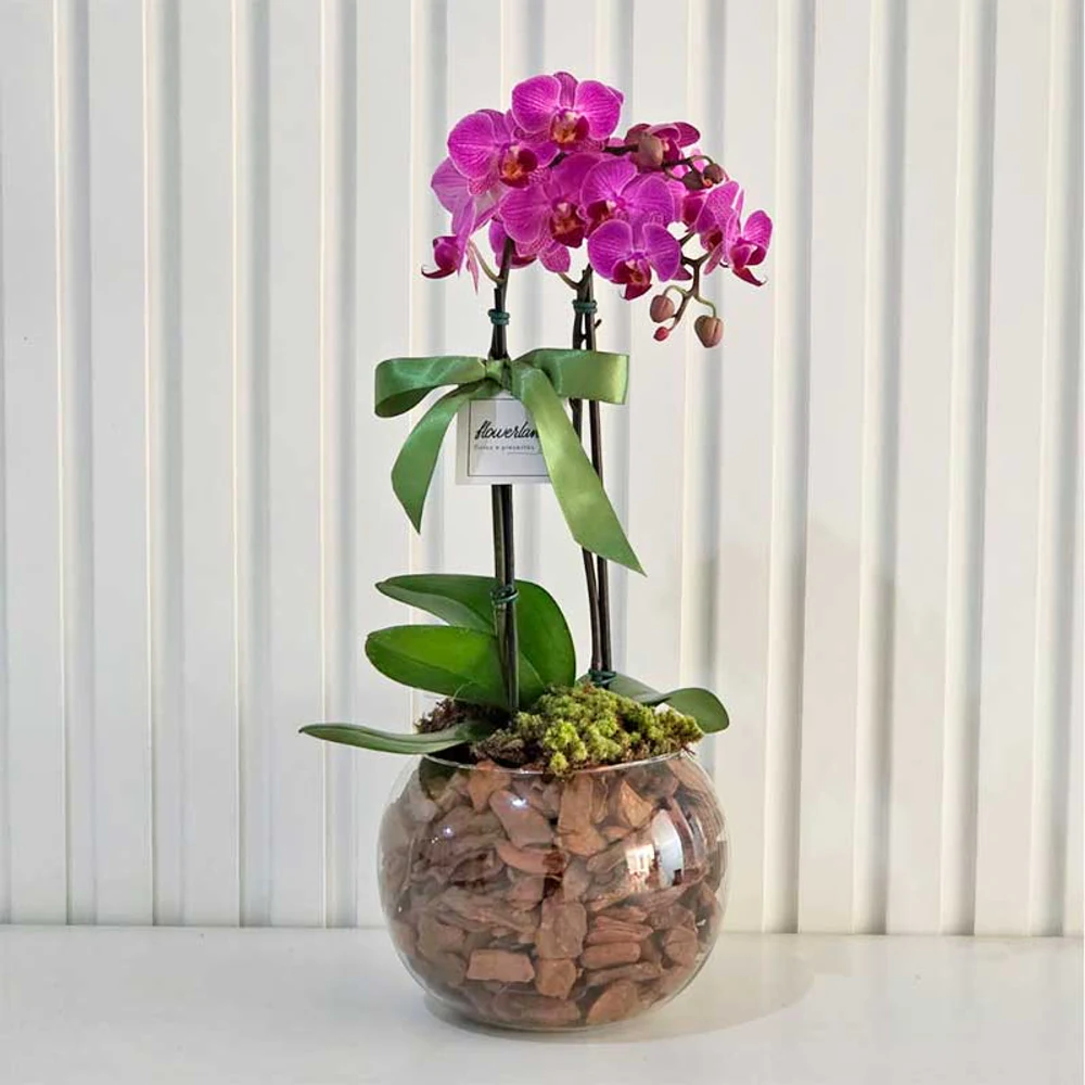Mini Orquídea Dupla no Vidro