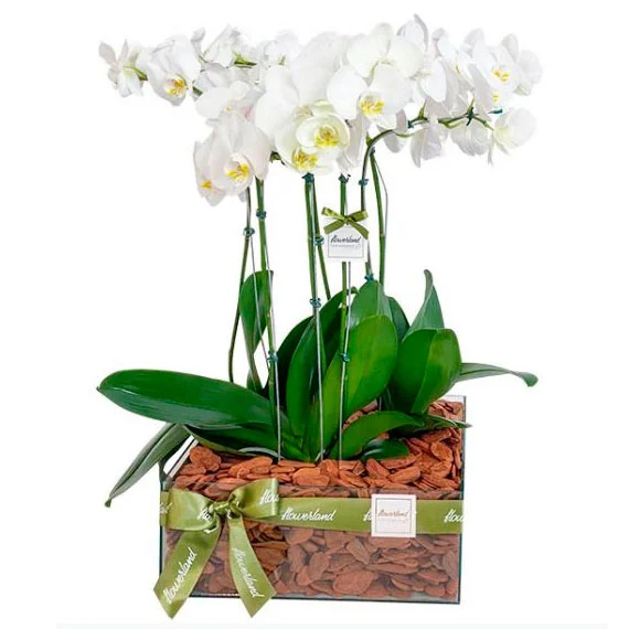 ARRANJO DE 3 ORQUÍDEAS  EXUBERANTE