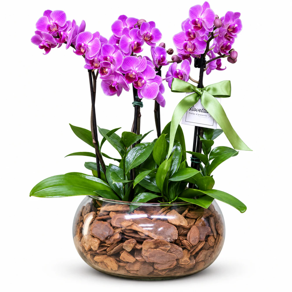 Arranjo no Vidro com 2 Mini Orquídeas Lilás