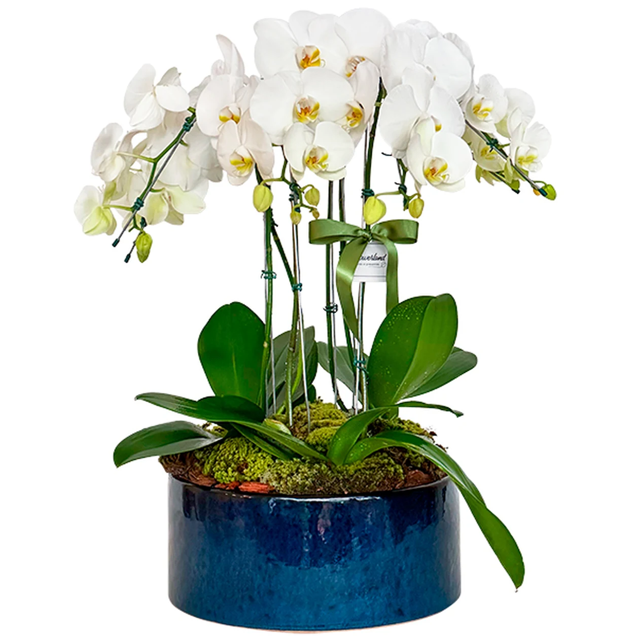 Arranjos de 3 Orquideas Cascata Dupla na Cerâmica