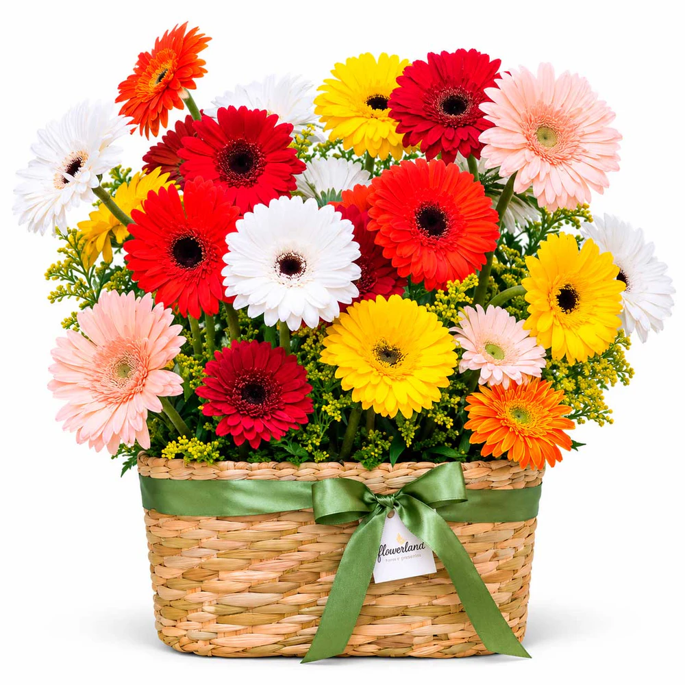 Flowe Box 24 Gérberas (extra grande)