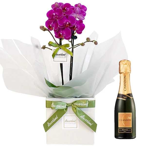 Mini Orquídea Lilás e Chandon Baby 187ml | Flowerland, floricultura com entrega no Rio de Janeiro