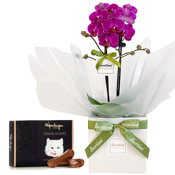 Mini Orquídea Lilás e Língua de Gato 85g | Flowerland, floricultura com entrega no Rio de Janeiro