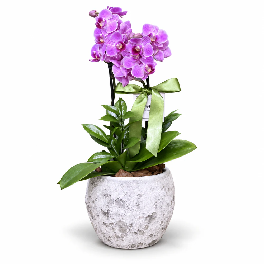 Mini Orquídea Lilás na Cerâmica Cinza