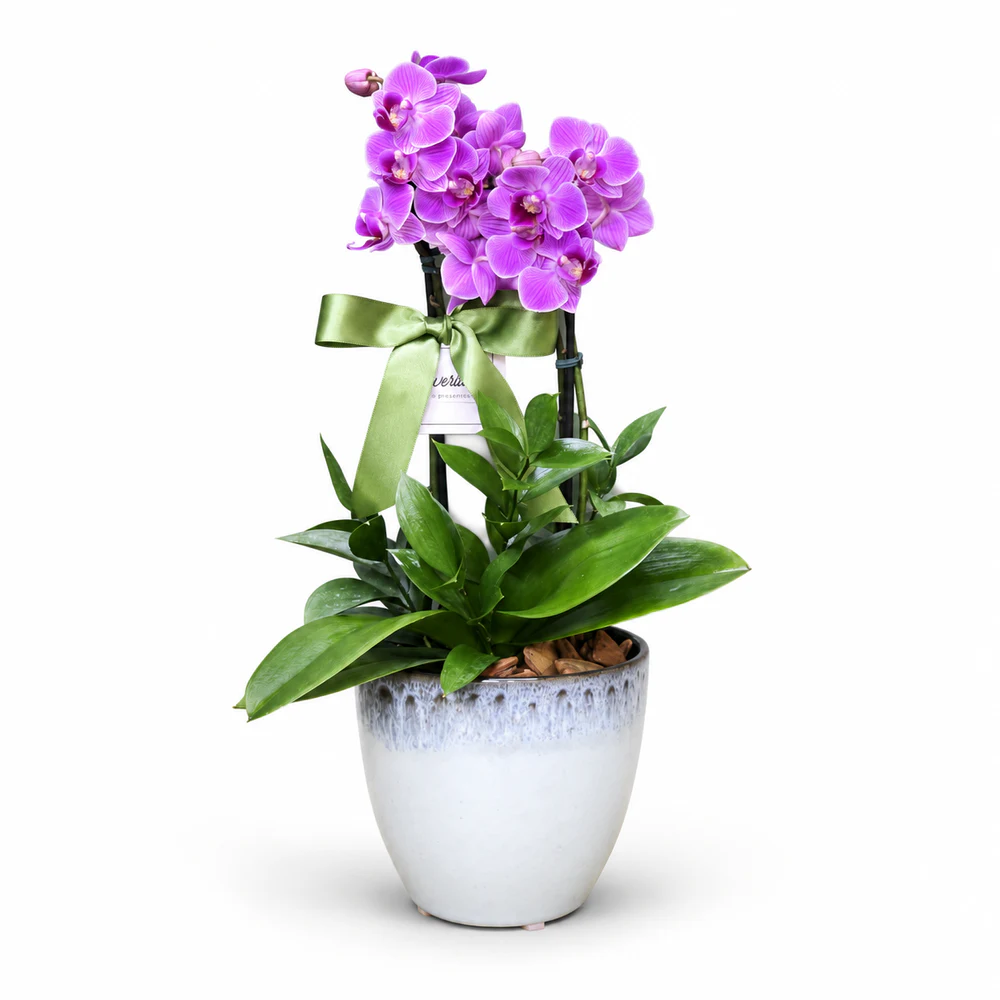 Mini Orquídea Lilás na Cerâmica Verde Clara