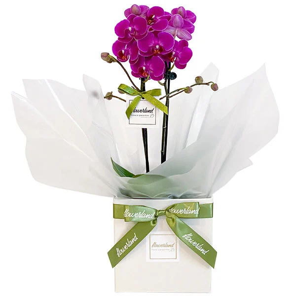 MINI ORQUÍDEA MULTIFLORA LILÁS