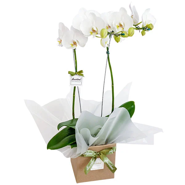 Orquídea Branca c/ 2 Hastes e  6 Flores + Botões