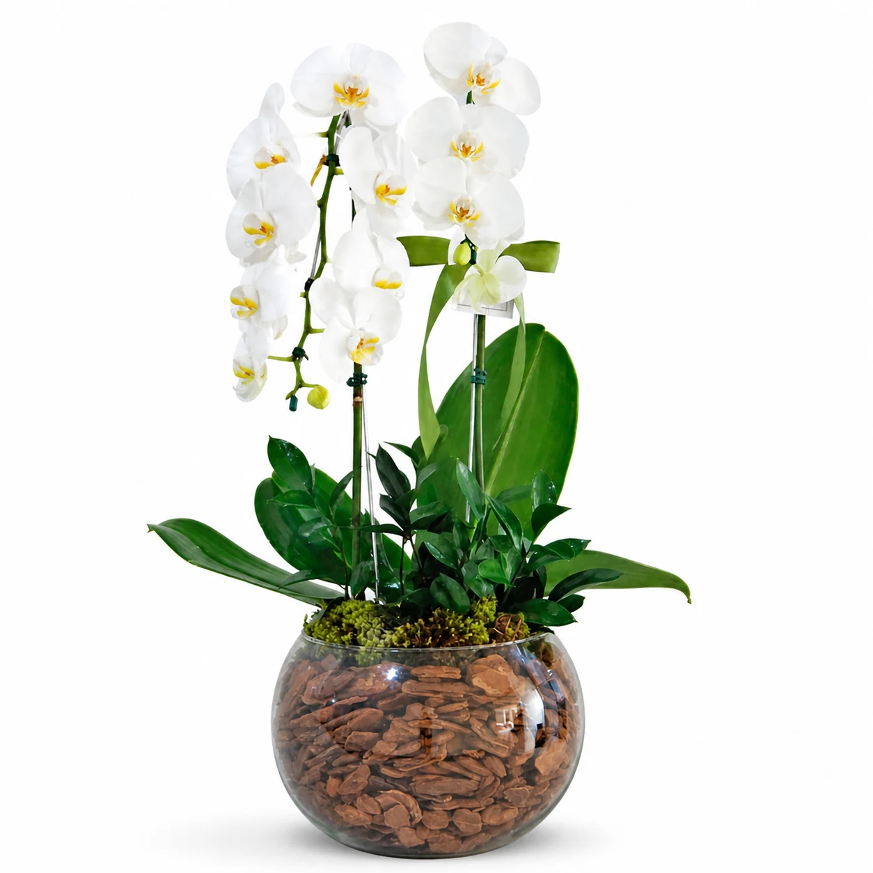 Orquídea Branca Cascata Dupla no Vidro