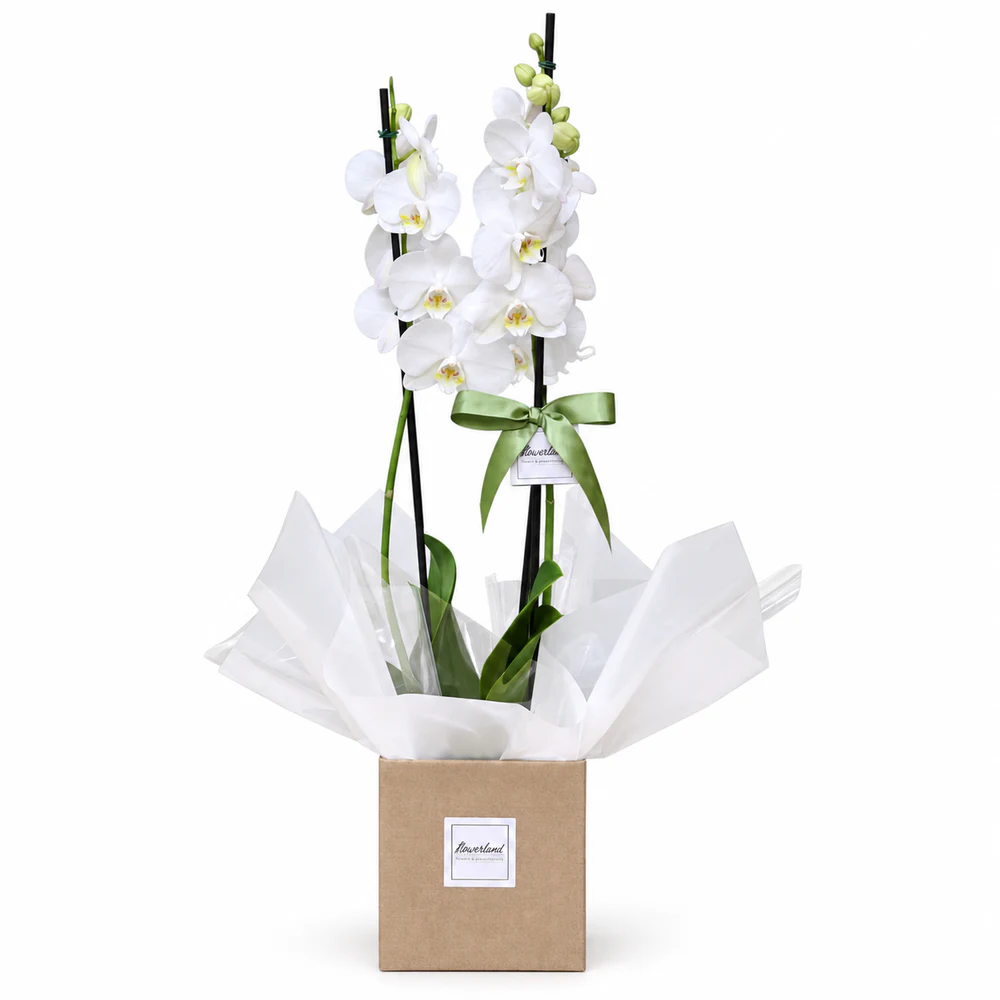 Orquídea Branca com 2 Hastes Reta (Sítio Colibri) | Flowerland, floricultura com entrega no Rio de Janeiro