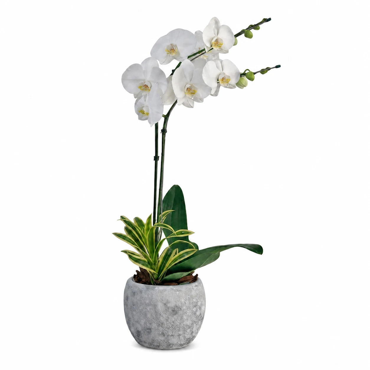 Orquídea Cascata na Cerâmica Luxo