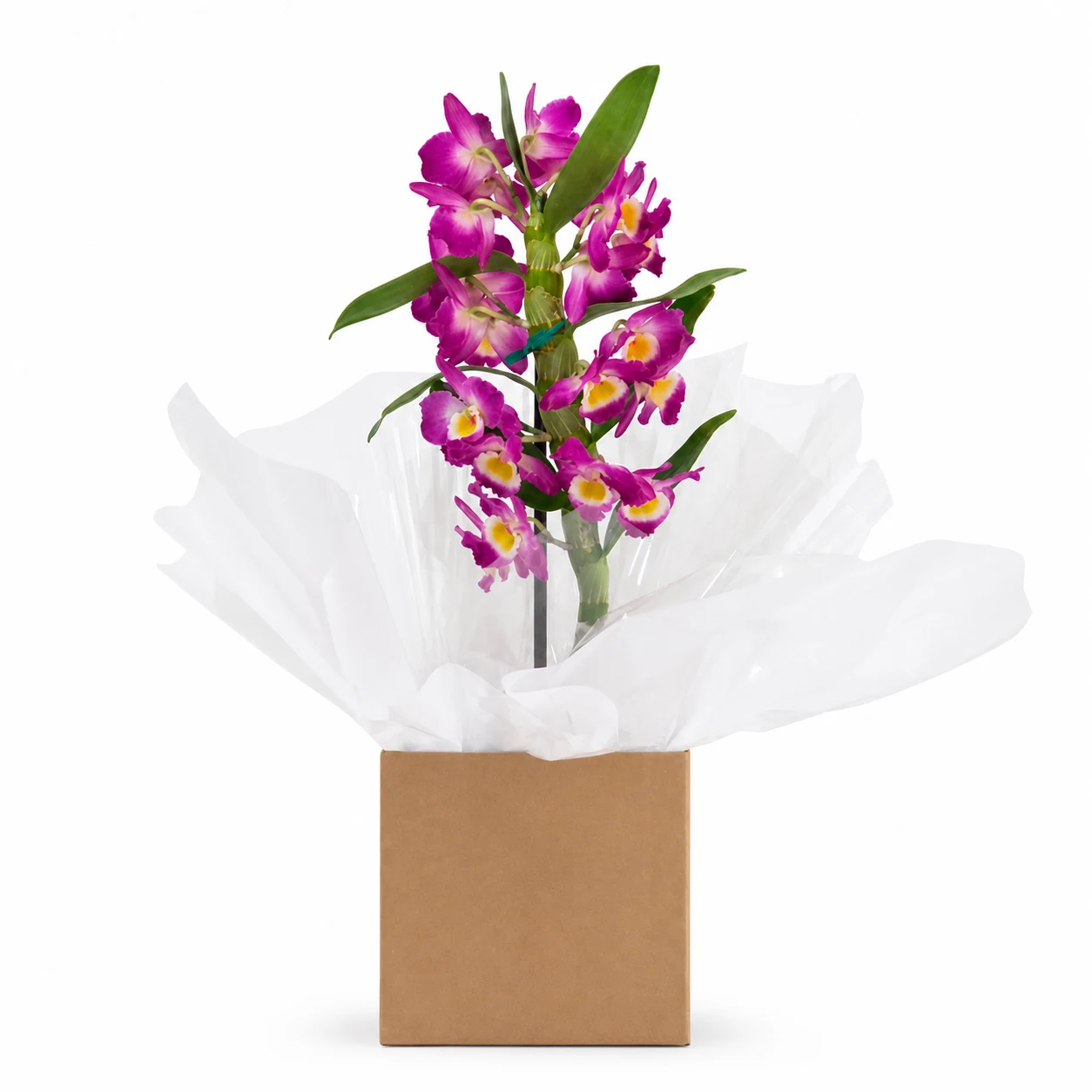 Orquídea Dendróbium na Caixa - Promoção