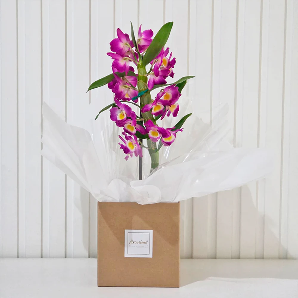 Orquídea Dendróbium na Caixa - Promoção