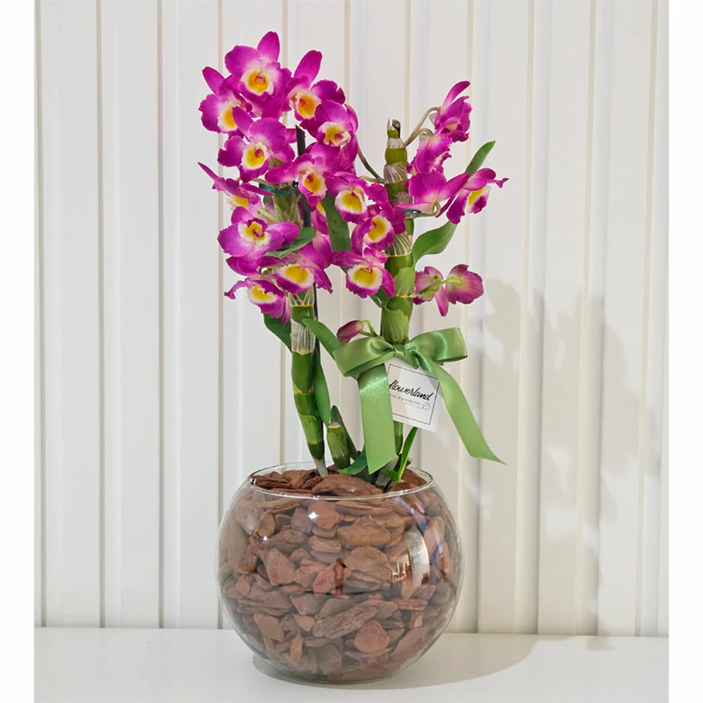 Orquídea Dendróbium no Vidro