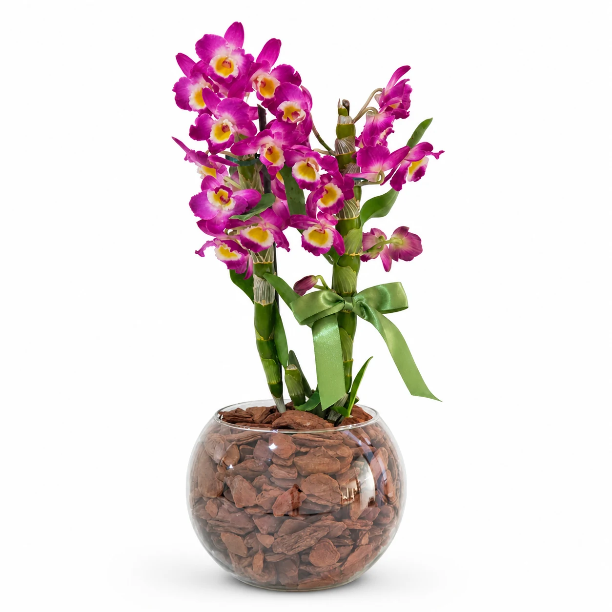 Orquídea Dendróbium no Vidro | Flowerland, floricultura com entrega no Rio de Janeiro