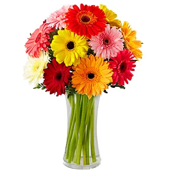 VASO 12 GERBERAS | Flowerland, floricultura com entrega no Rio de Janeiro