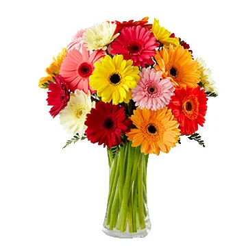 VASO 18 GERBERAS