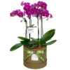 Caixa de mini orquídeas