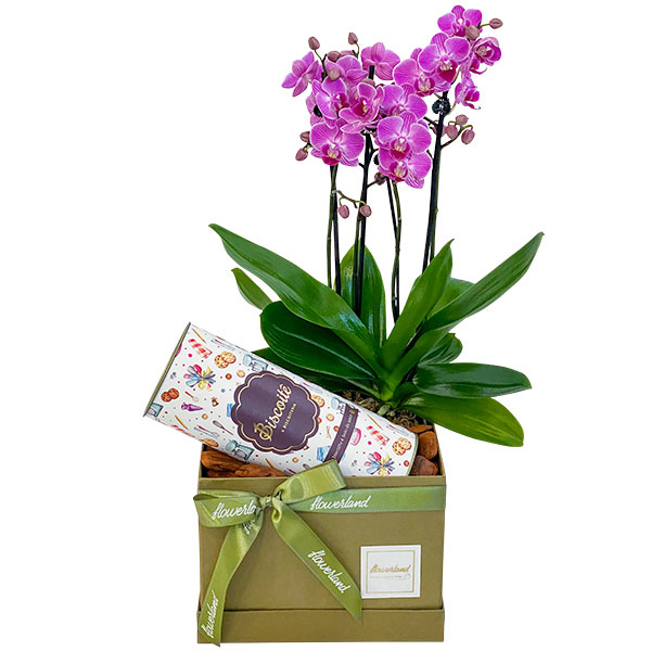 Orquídeas e chocolates