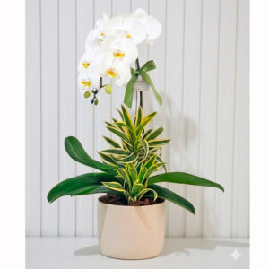 Orquídea Branca na Cerâmica Off White